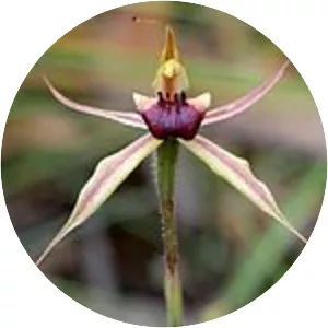 Caladenia clavigera - 