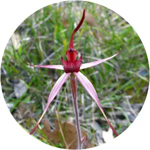 Caladenia concolor - 