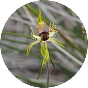 Caladenia crebra - 