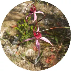 Caladenia cruciformis