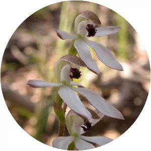 Caladenia cucullata