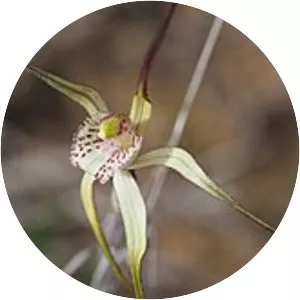 Caladenia denticulata subsp. . . .
