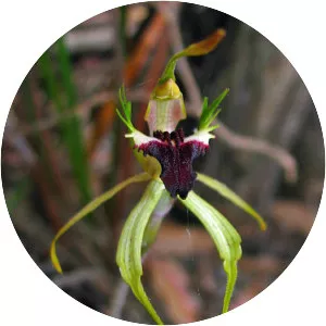 Caladenia dilatata