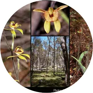 Caladenia discoidea - 