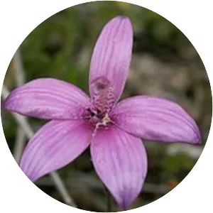 Caladenia emarginata