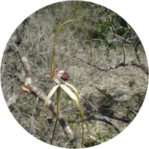 Caladenia excelsa photograph