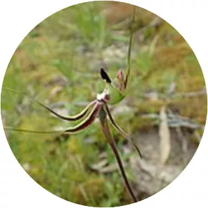 Caladenia exstans - 