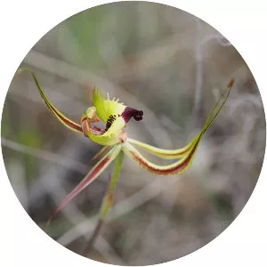 Caladenia falcata