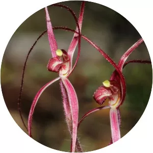 Caladenia filamentosa