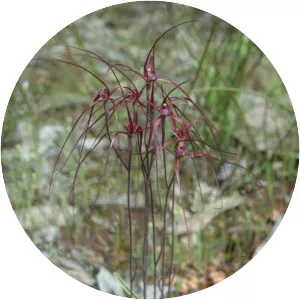 Caladenia filifera