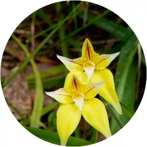 Caladenia flava