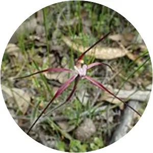 Caladenia footeana