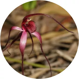 Caladenia formosa - 