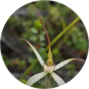 Caladenia fragrantissima