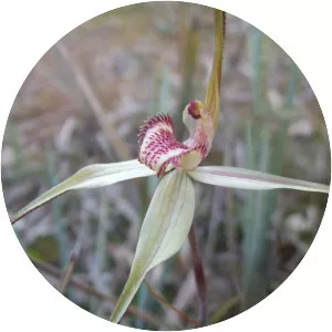 Caladenia fulva