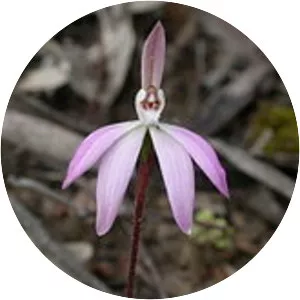 Caladenia fuscata - 
