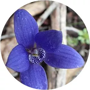 Caladenia gemmata - 