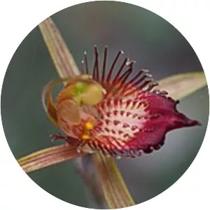 Caladenia georgei