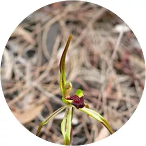 Caladenia gladiolata