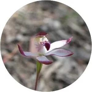 Caladenia gracilis - 