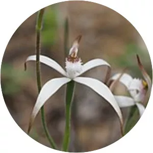 Caladenia hirta subsp. hirta - 