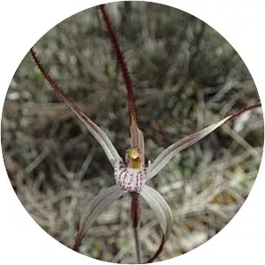 Caladenia horistes - 