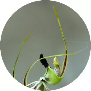 Caladenia integra - Plants