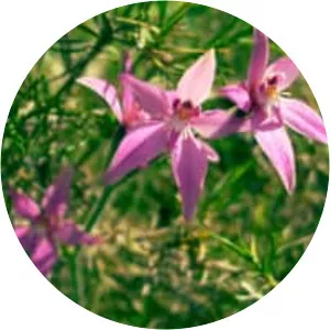 Caladenia latifolia