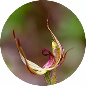 Caladenia leptochila subsp. leptochila