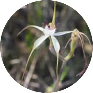 Caladenia longicauda