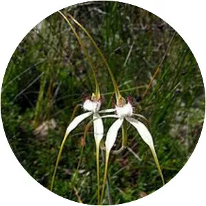 Caladenia longicauda subsp. calcigena