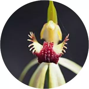 Caladenia longiclavata - 