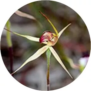 Caladenia lowanensis
