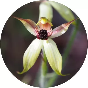 Caladenia macrostylis
