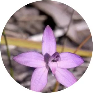 Caladenia minorata - 