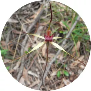 Caladenia oenochila - 
