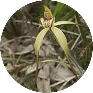Caladenia orientalis - 
