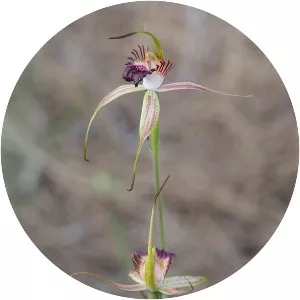 Caladenia paludosa - Plants