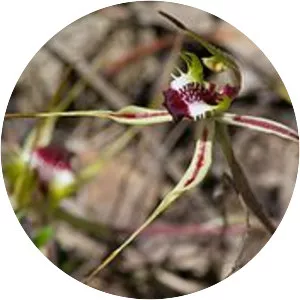 Caladenia parva - 