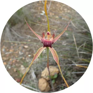 Caladenia pectinata