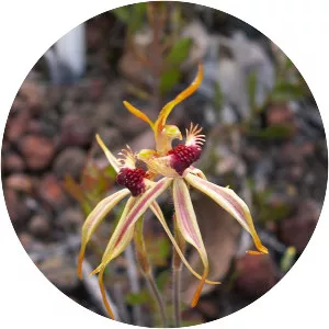 Caladenia plicata - 