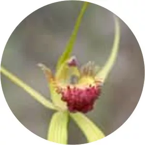 Caladenia procera photograph
