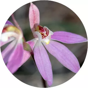 Caladenia - Plants