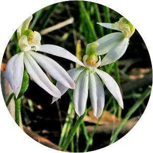 Caladenia prolata