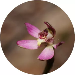 Caladenia pusilla - 