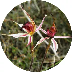 Caladenia reticulata