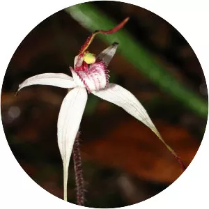 Caladenia rigida