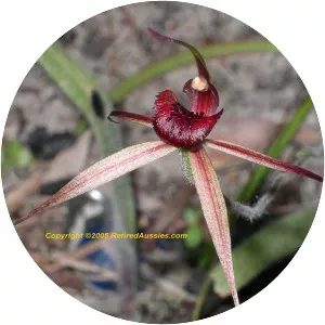 Caladenia robinsonii - 