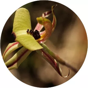Caladenia roei