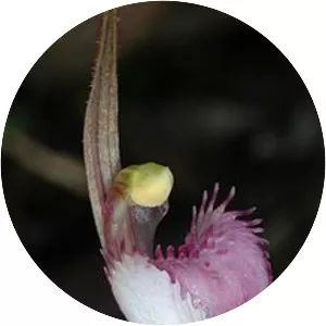 Caladenia rosella - 